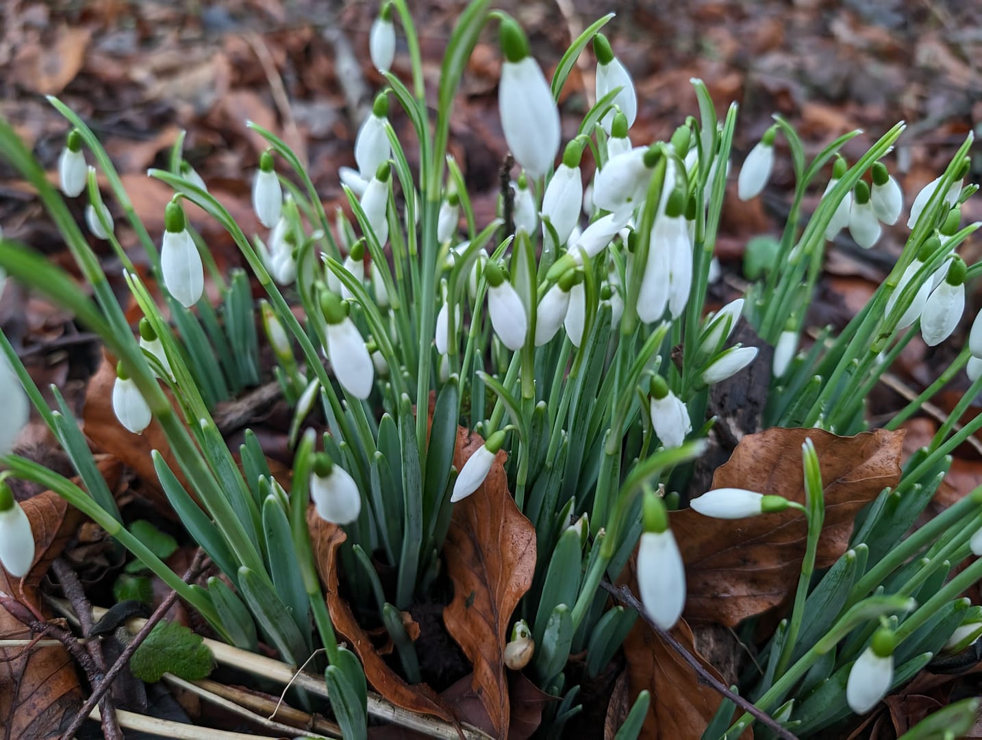 Snowdrops