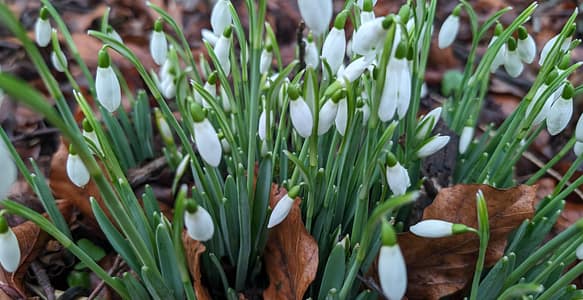 Snowdrops